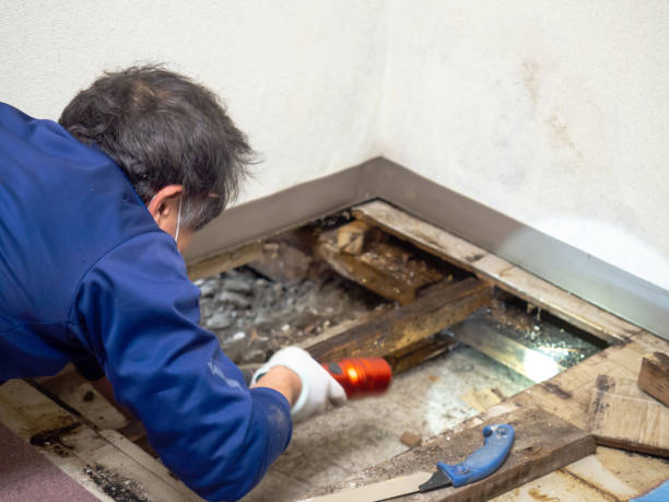 Best Affordable Mold Removal  in Goodman, MS