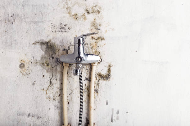 Best Best Mold Removal Companies  in Goodman, MS
