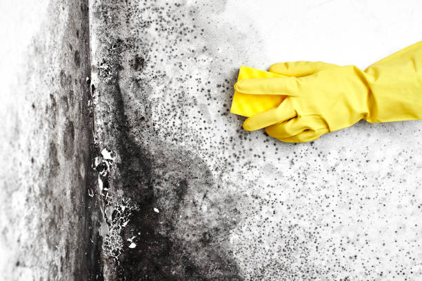 Certified Mold Removal in Goodman, MS