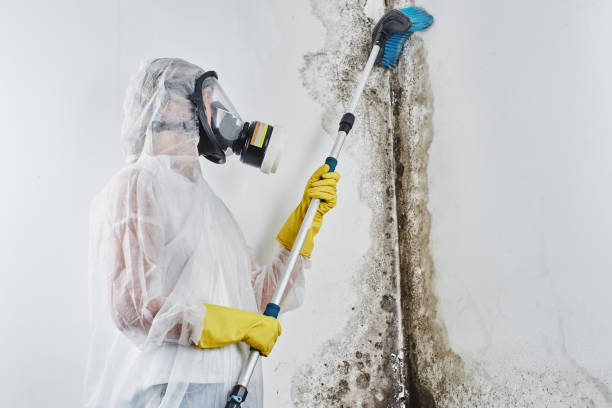 Best Mold Damage Repair  in Goodman, MS