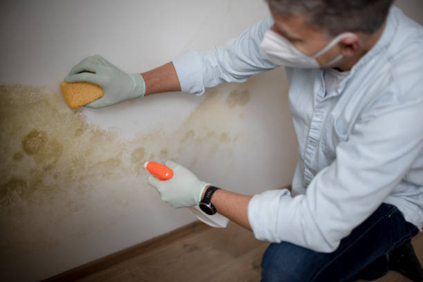 Best Home Mold Removal  in Goodman, MS