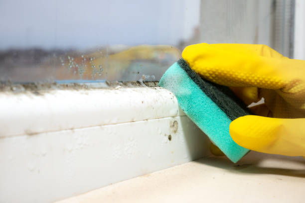 Mold Removal Process in Goodman, MS