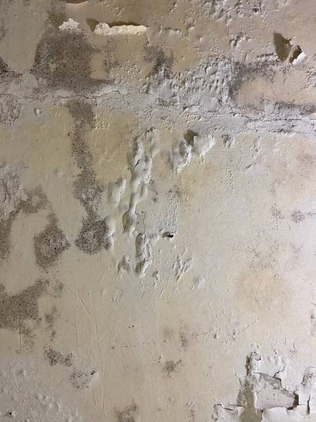  Goodman, MS Mold Removal Pros