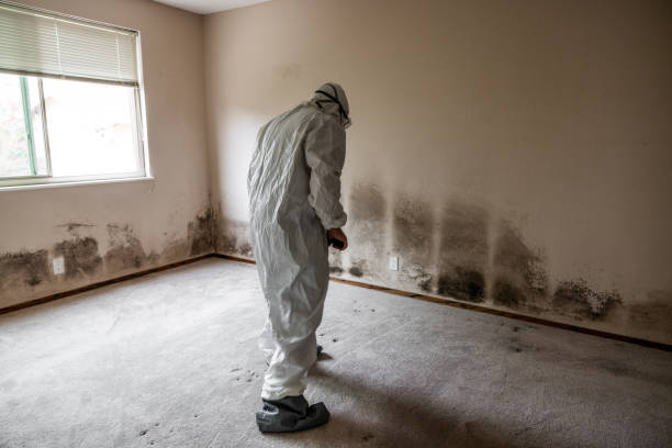 Best Same-Day Mold Removal  in Goodman, MS