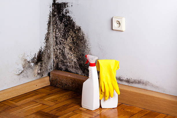 Certified Mold Removal in Goodman, MS